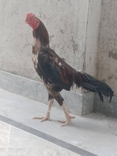 Mianwali Pathah
