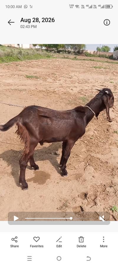 Desi betel goat/ Desi goat/ goat/ betel Bakra
