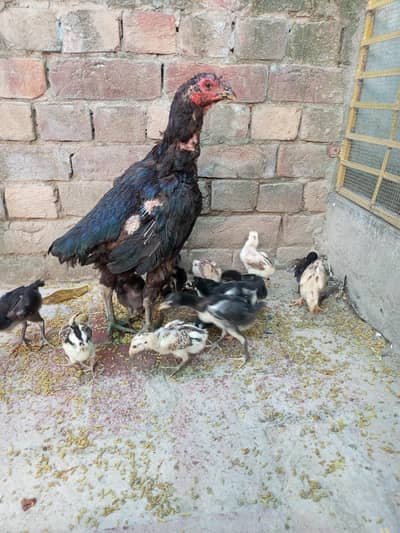 Super Vip pokeye chicks