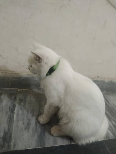 percian beautiful white cat for sale