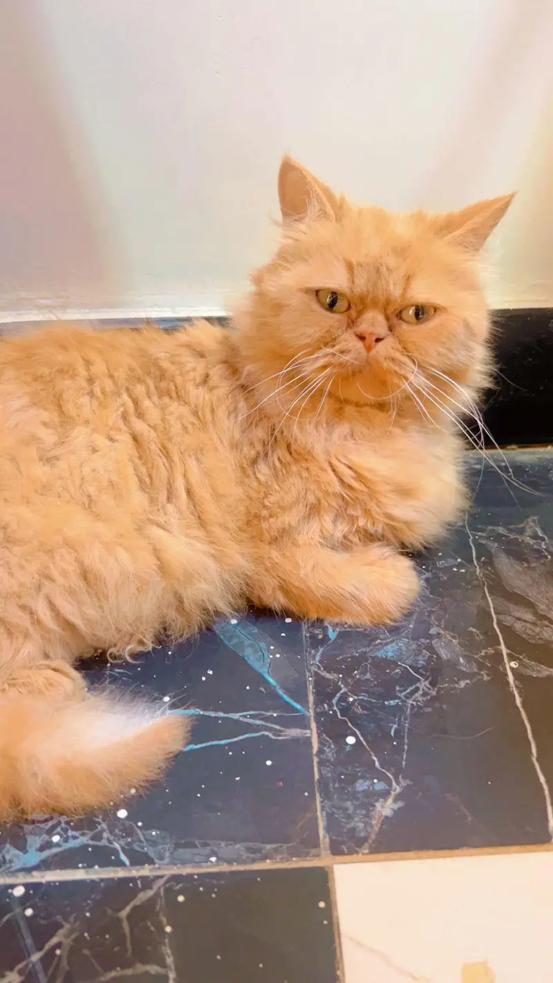 Persian cat female — photo 2