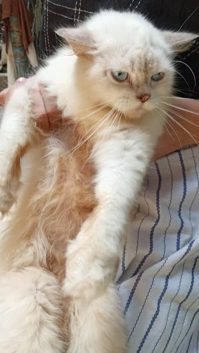 cat for sale
