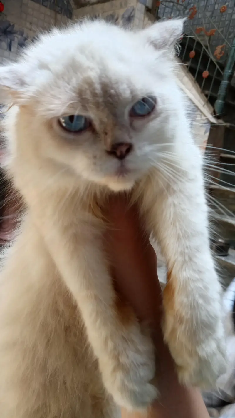 cat for sale — photo 4