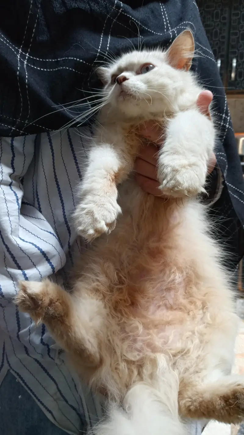 cat for sale — photo 5