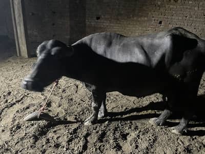 Buffalo for sale
