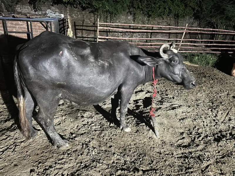 Buffalo for sale — photo 3