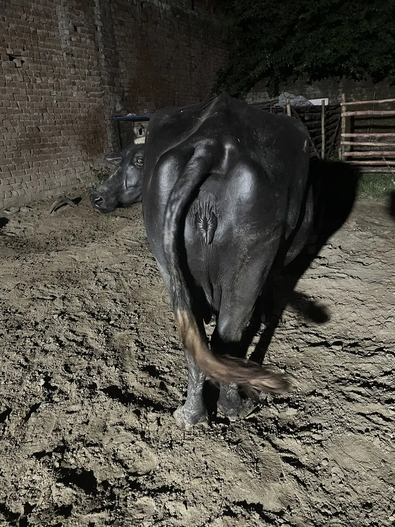 Buffalo for sale — photo 4