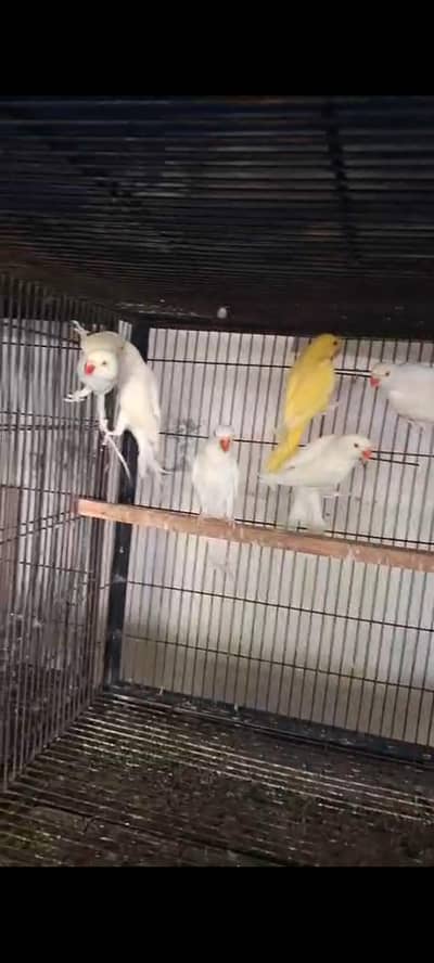2 pairs of white parrot each pair 45k