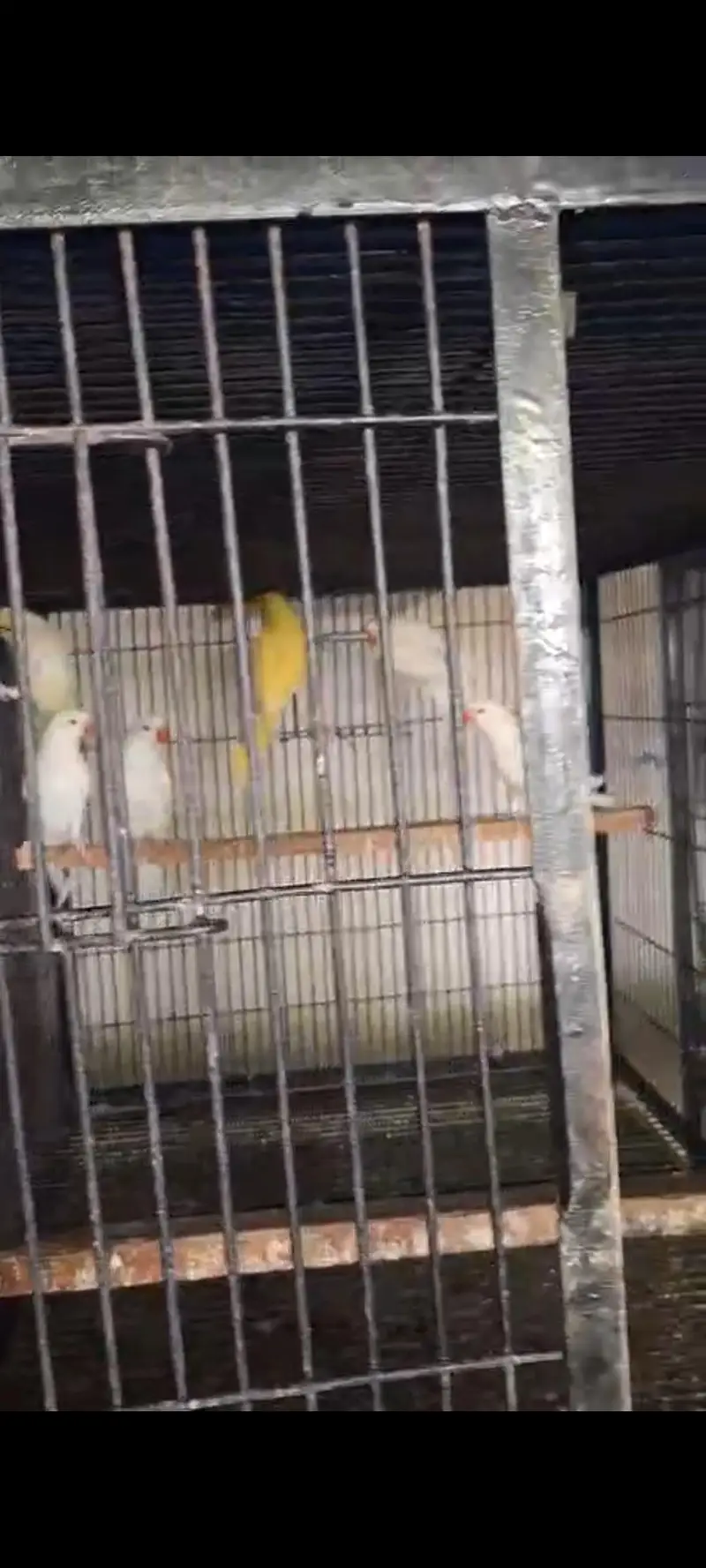 2 pairs of white parrot each pair 45k — photo 2