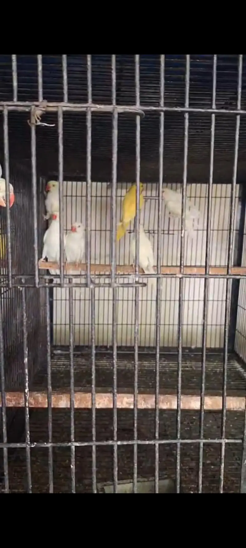 2 pairs of white parrot each pair 45k — photo 3