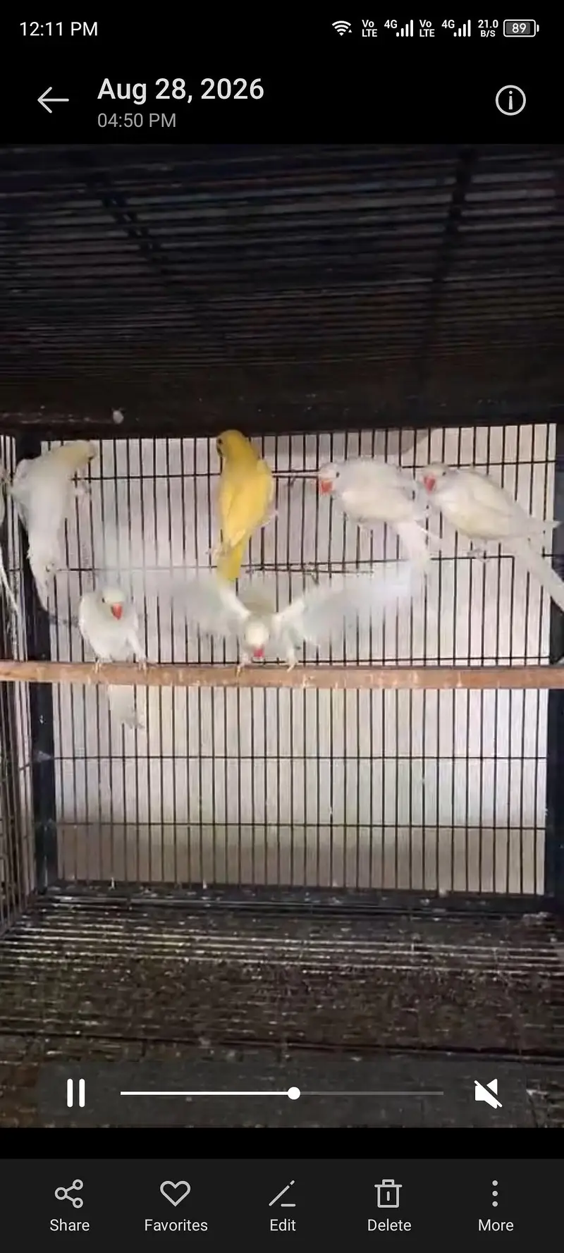 2 pairs of white parrot each pair 45k — photo 4