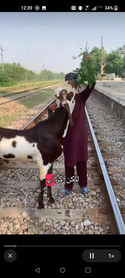 BAKRA available for bakri