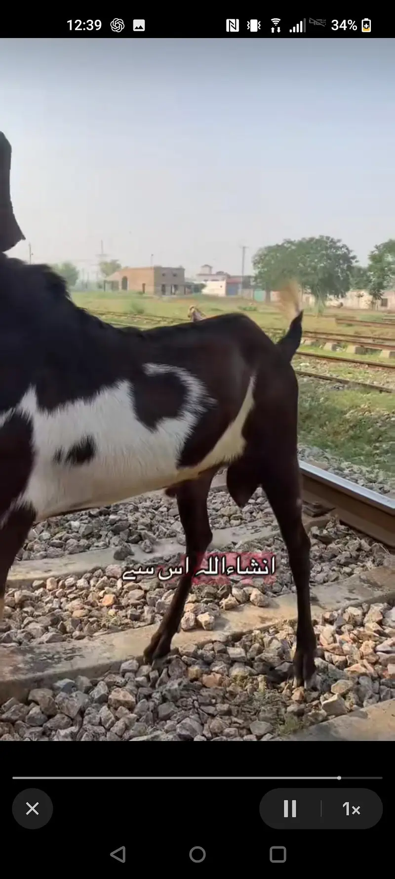 BAKRA available for bakri — photo 2