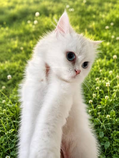 cats for sale