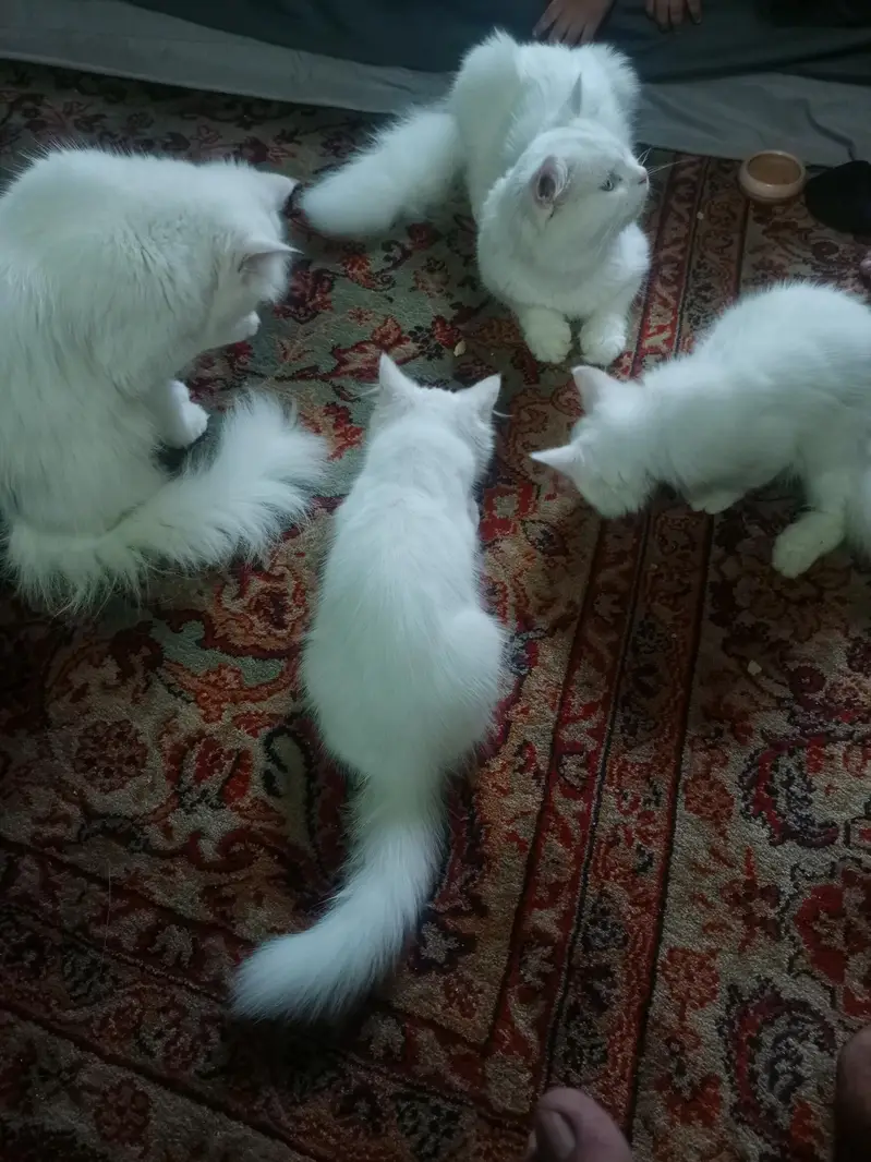 cats for sale — photo 2