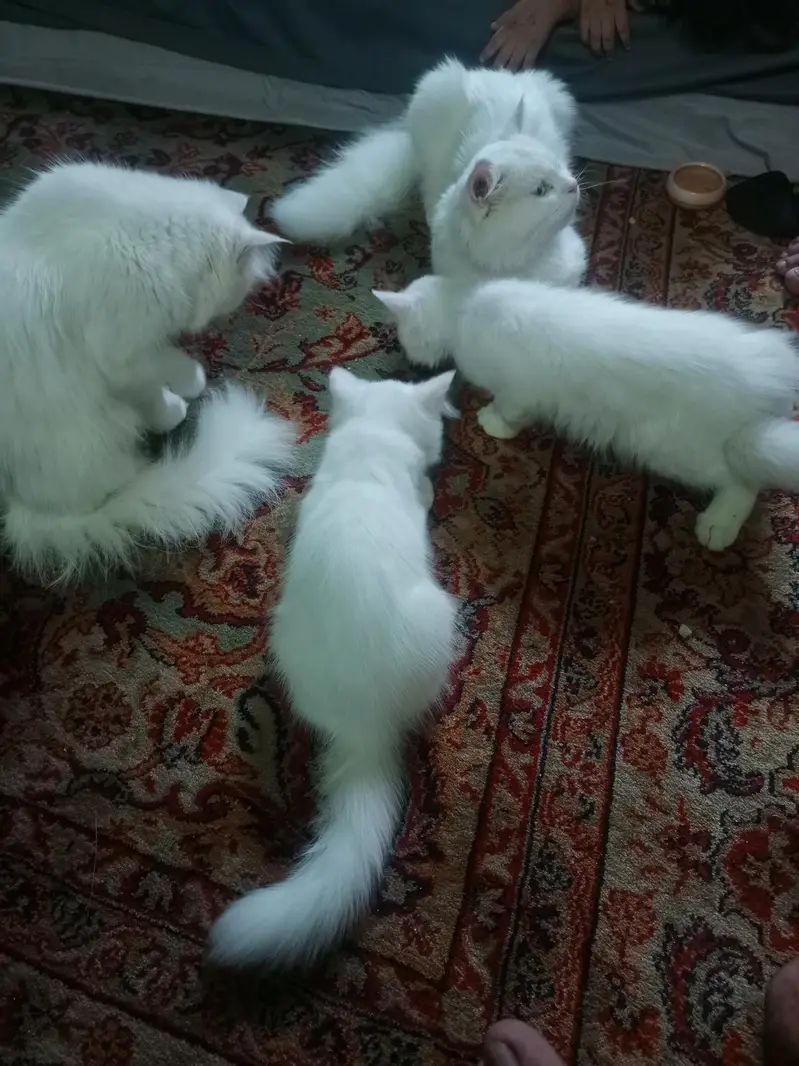cats for sale — photo 3