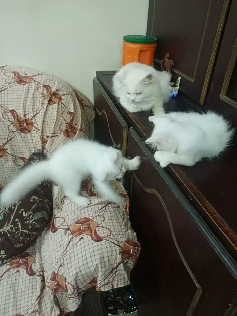 cats for sale — photo 4