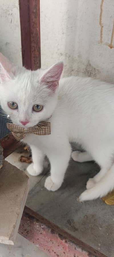 cats lover
