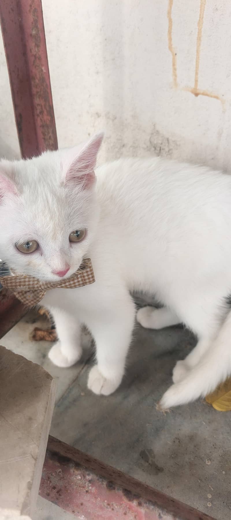 cats lover 1