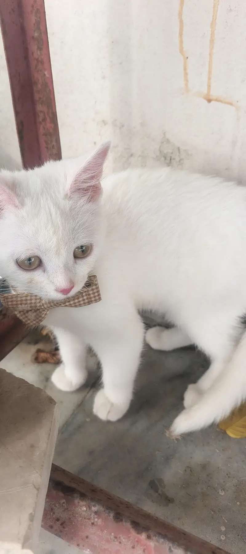 cats lover — photo 2