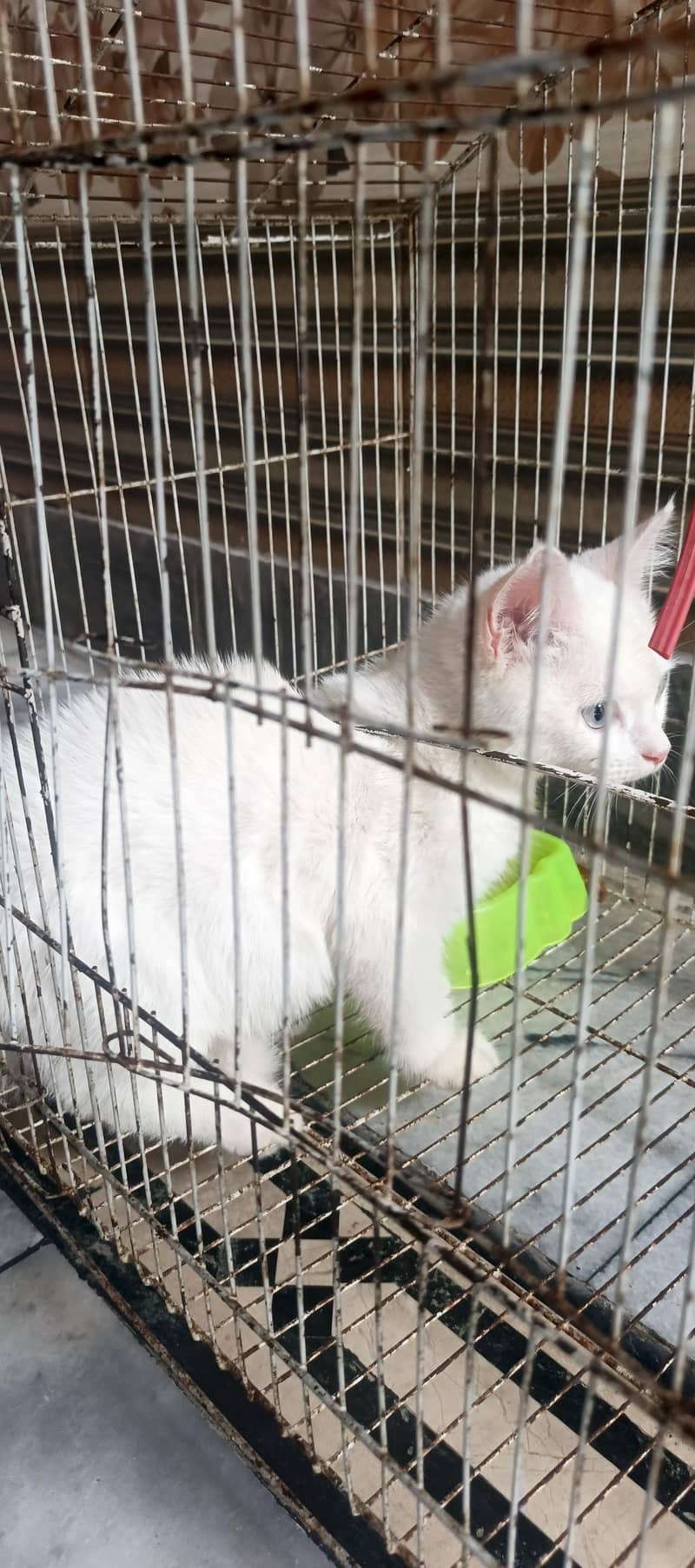 cats lover 2