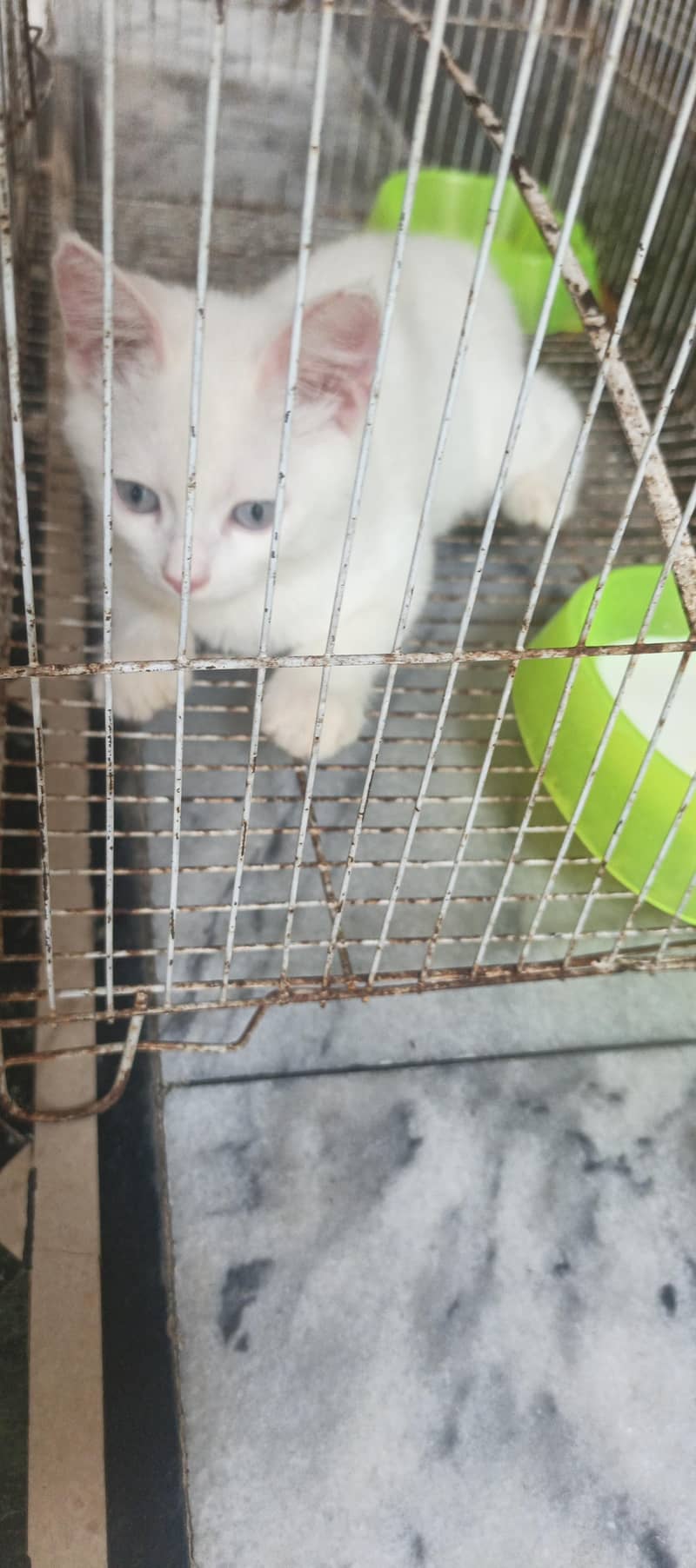 cats lover 3