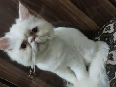 Persian piki Male kitten