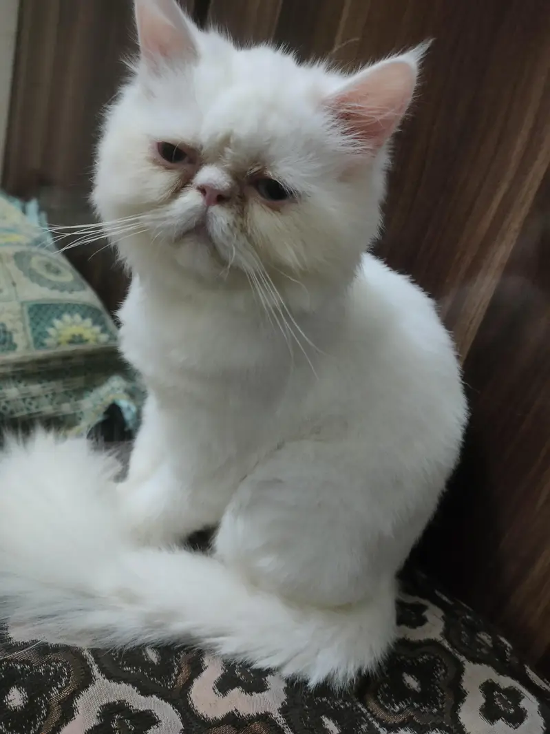Persian piki Male kitten — photo 2
