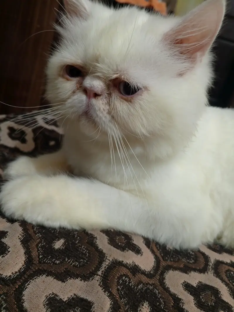 Persian piki Male kitten — photo 3