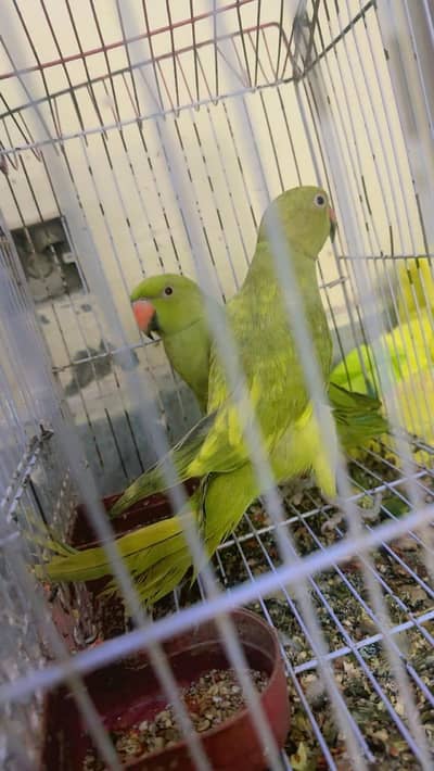 Parrot 