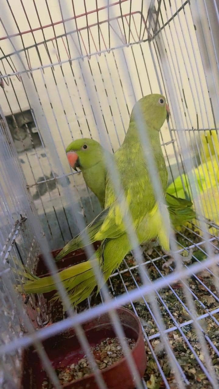 Parrot  0