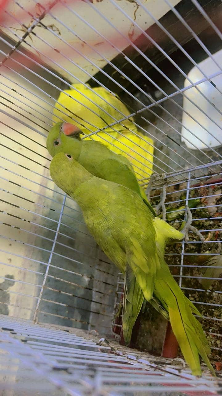 Parrot  1