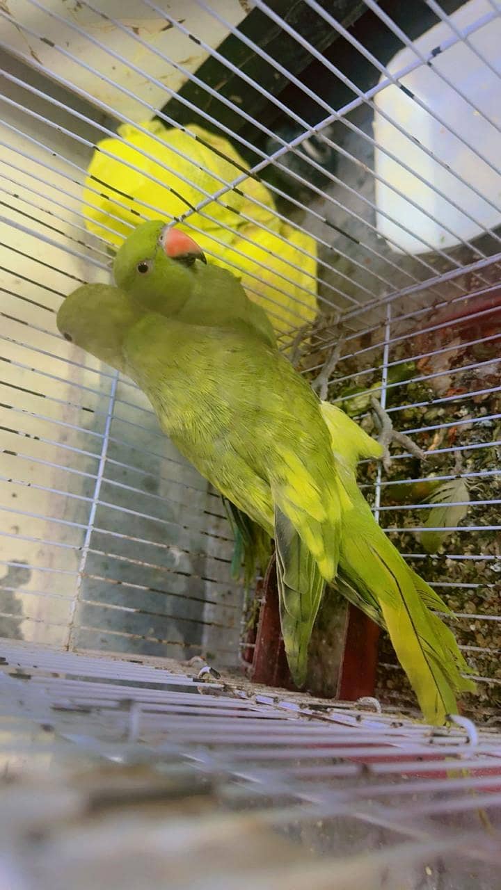 Parrot  2