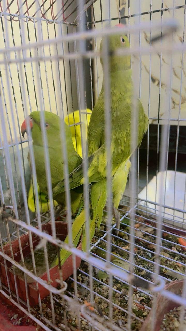 Parrot  3