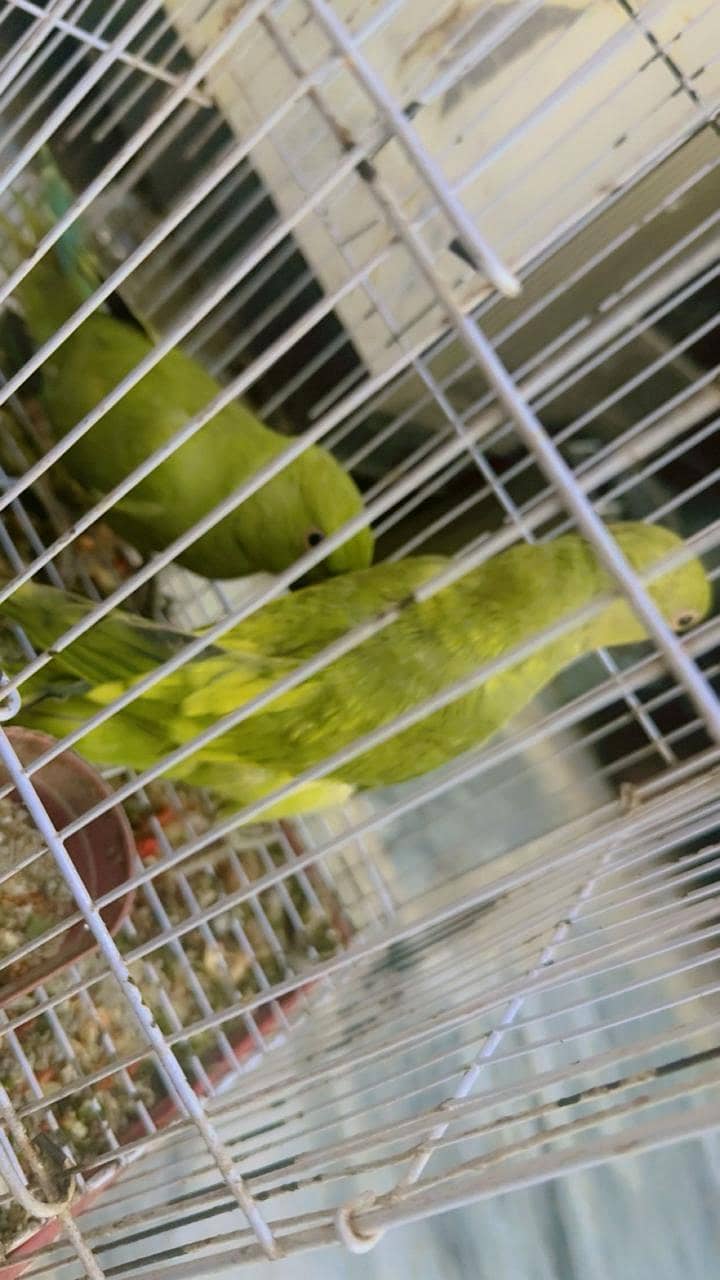 Parrot  4
