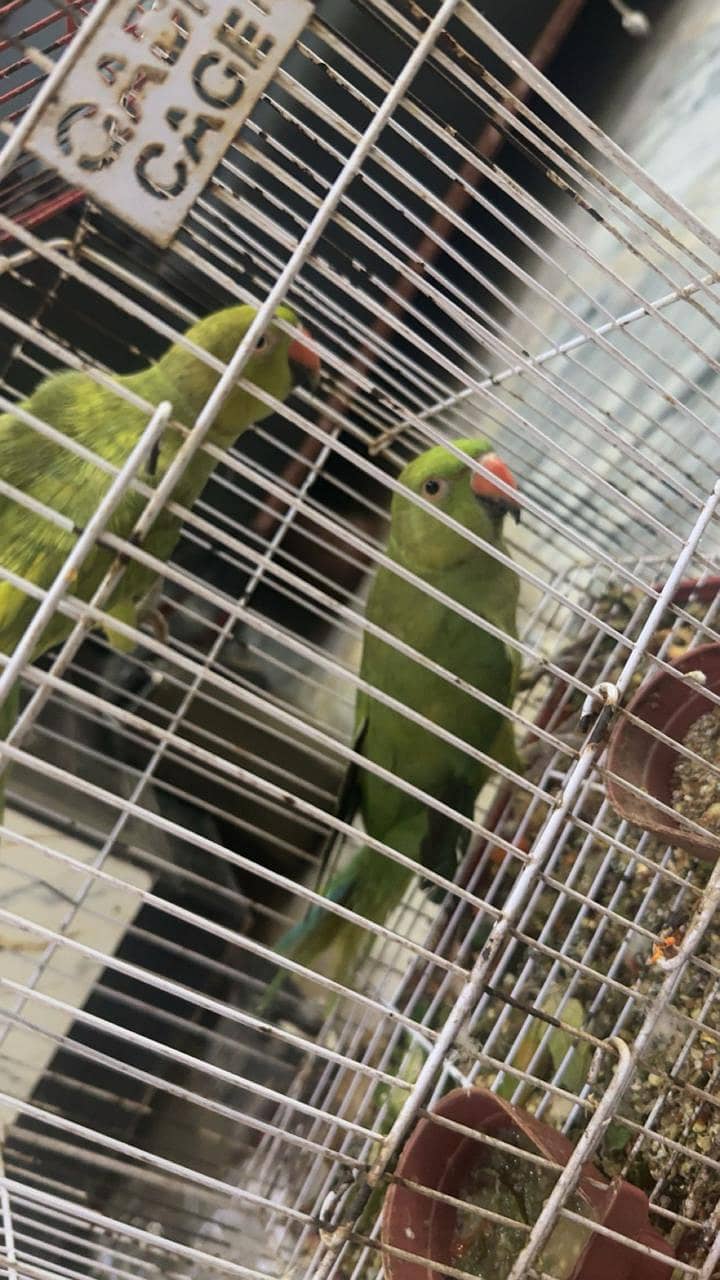 Parrot  5