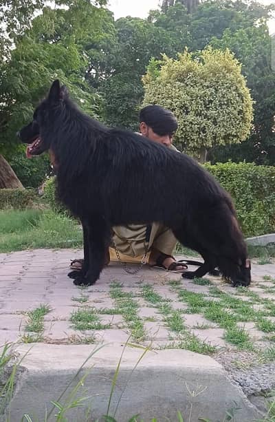 German Shepherd long coat male available 9 month age ready for new