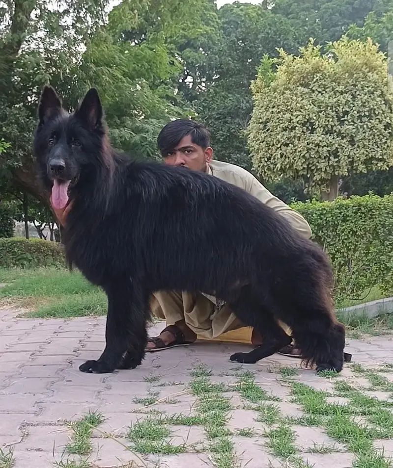 German Shepherd long coat male available 9 month age ready for new — photo 2
