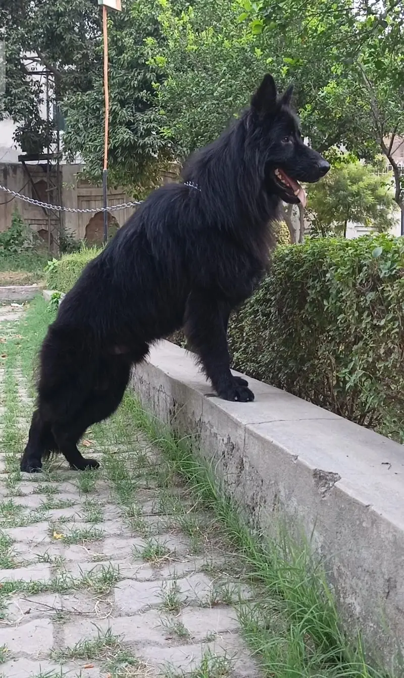 German Shepherd long coat male available 9 month age ready for new — photo 3