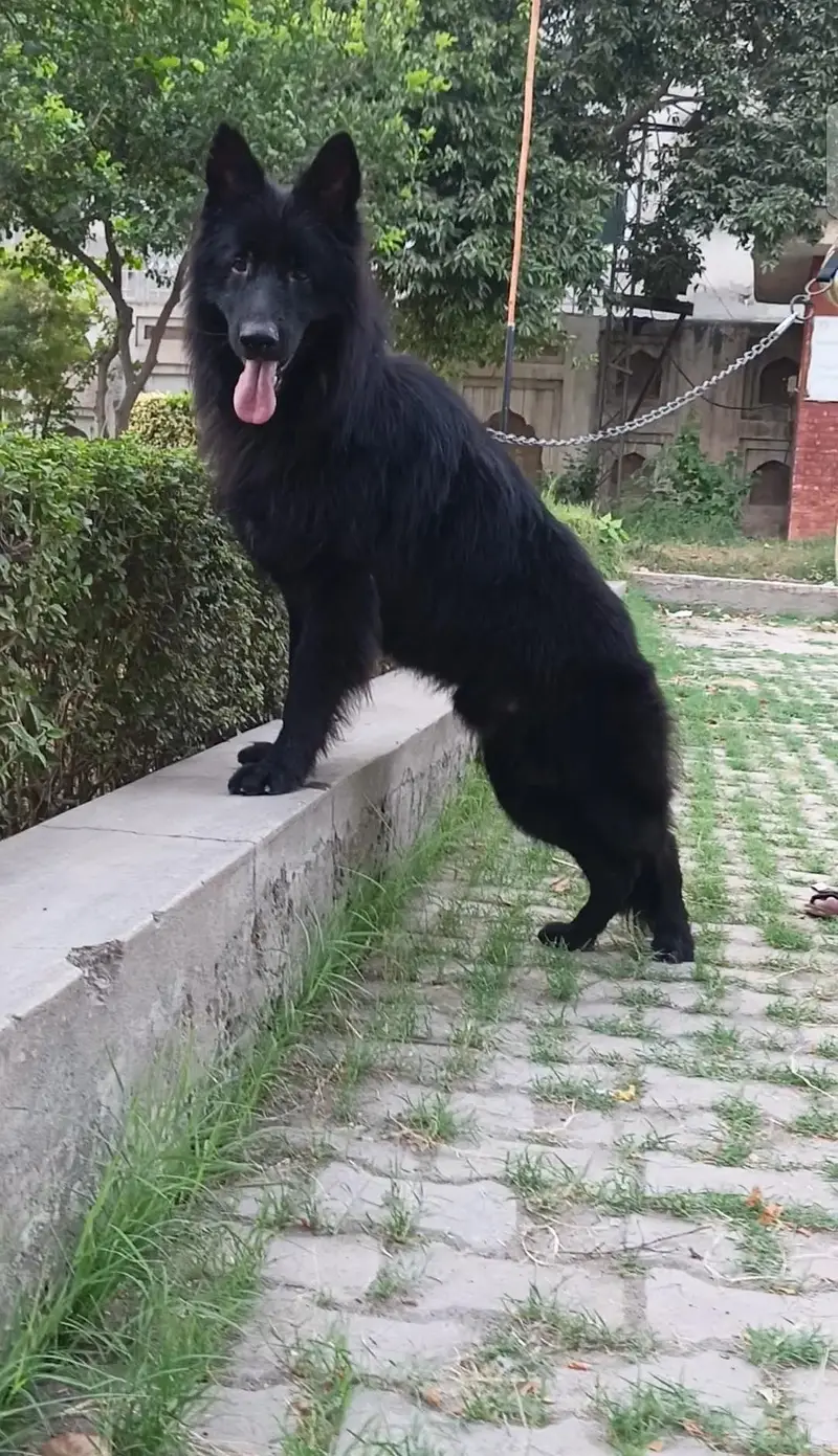 German Shepherd long coat male available 9 month age ready for new — photo 4