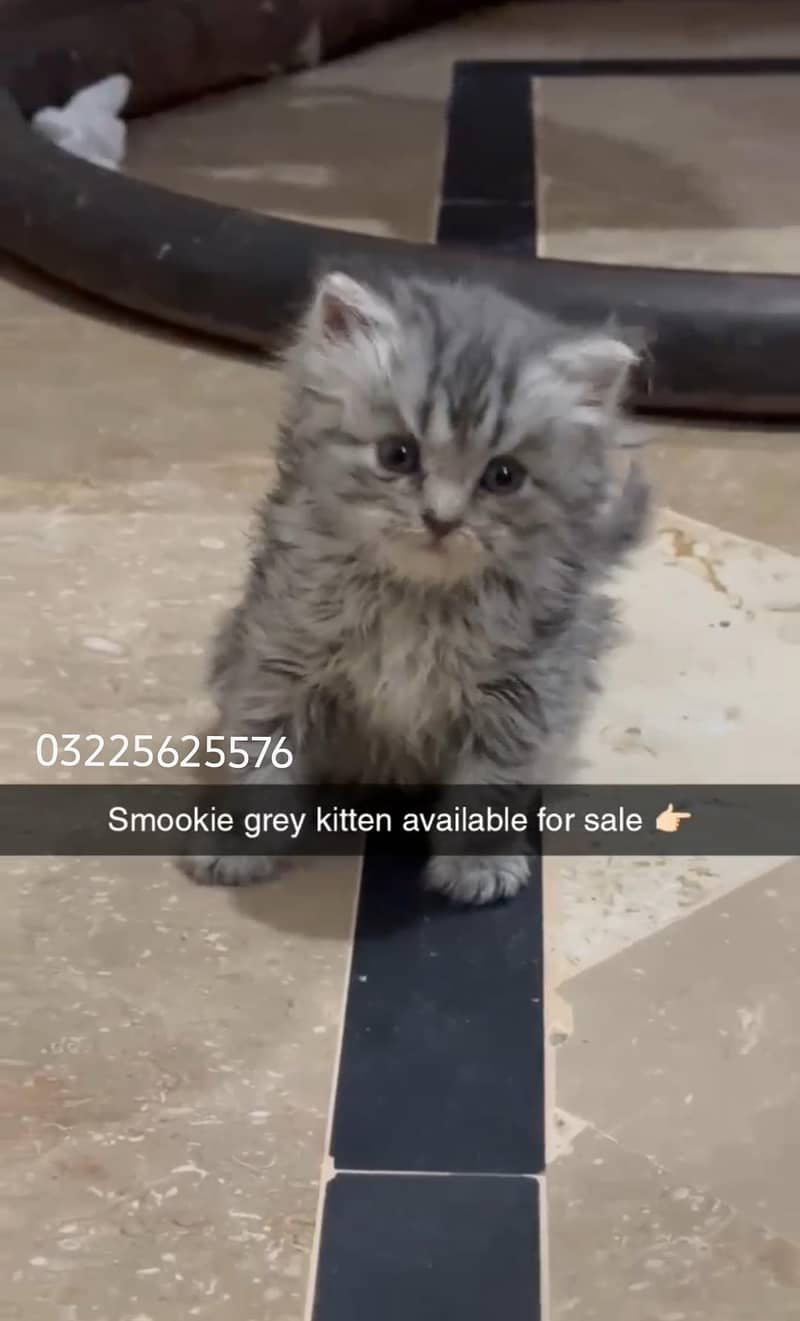 03225625576 0