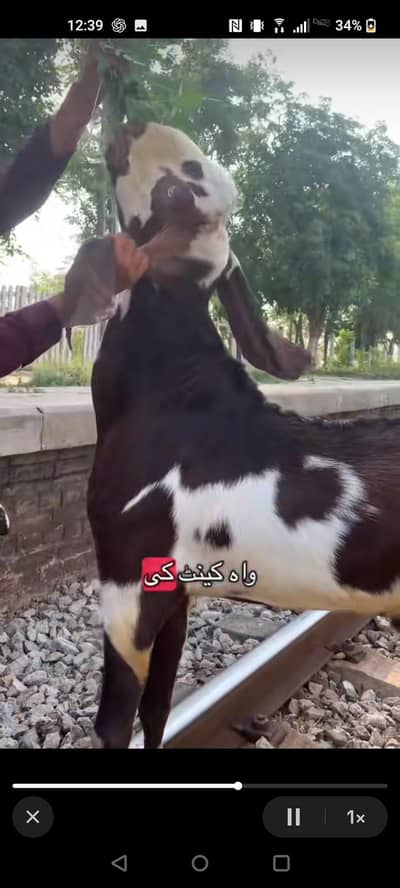 Amratsari BAKRA for bakri