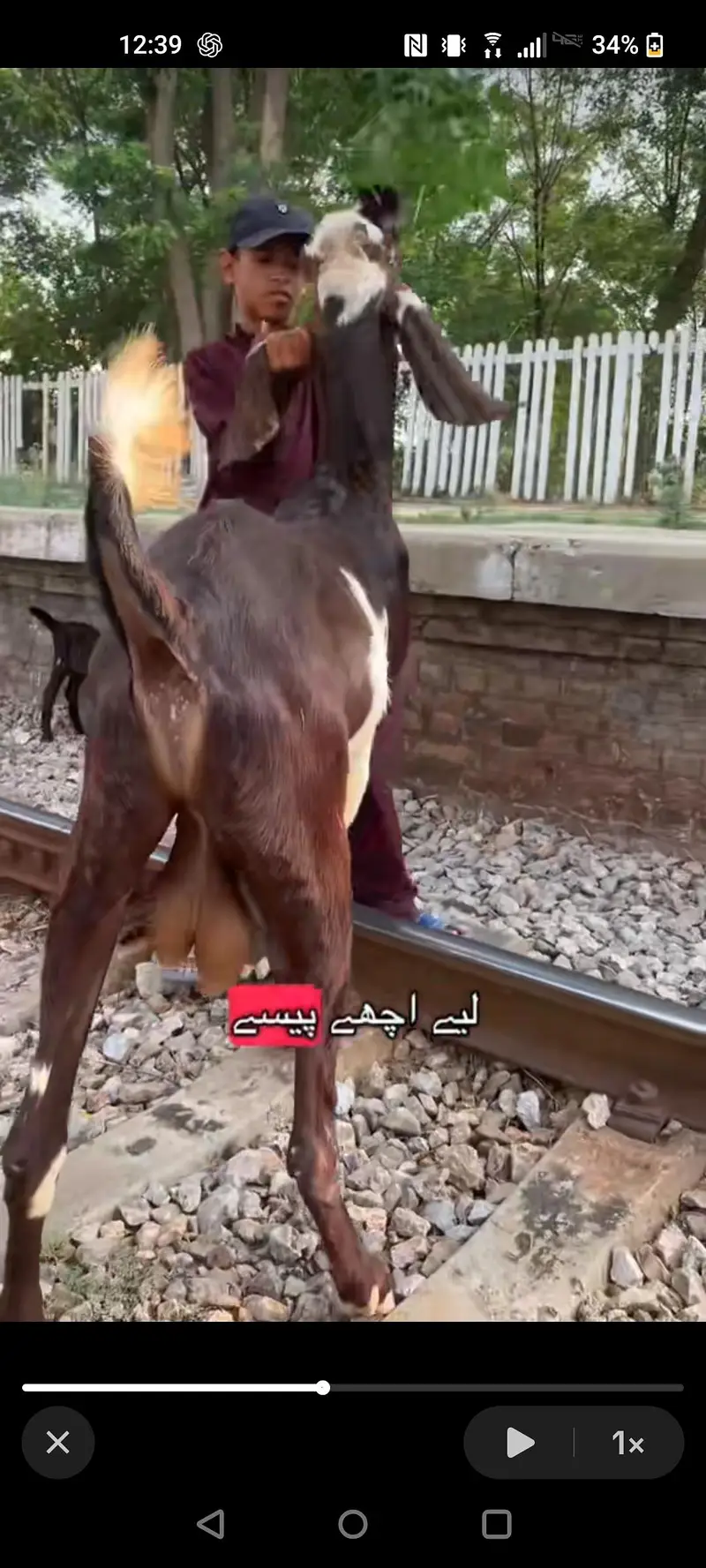 Amratsari BAKRA for bakri — photo 5