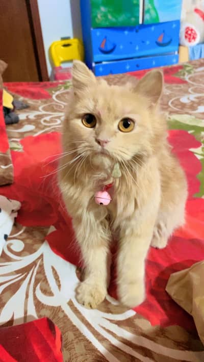 Female persian kitten for sell