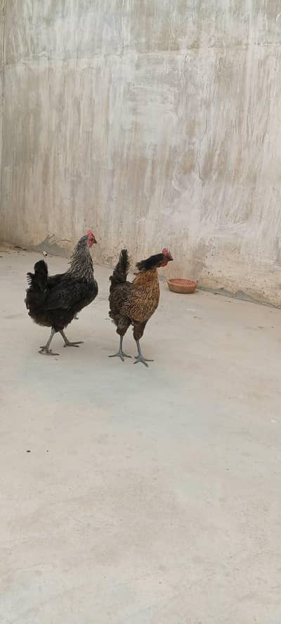 Desi murga murgi trio