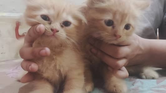 Persian Cats