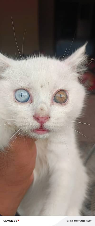 Pershion cat dol face