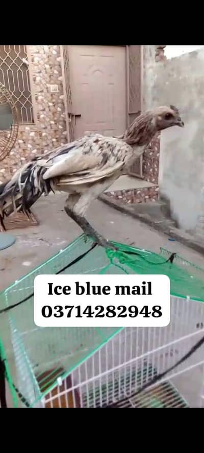 ice blue mail age 6 manth quality  bird 037142829
