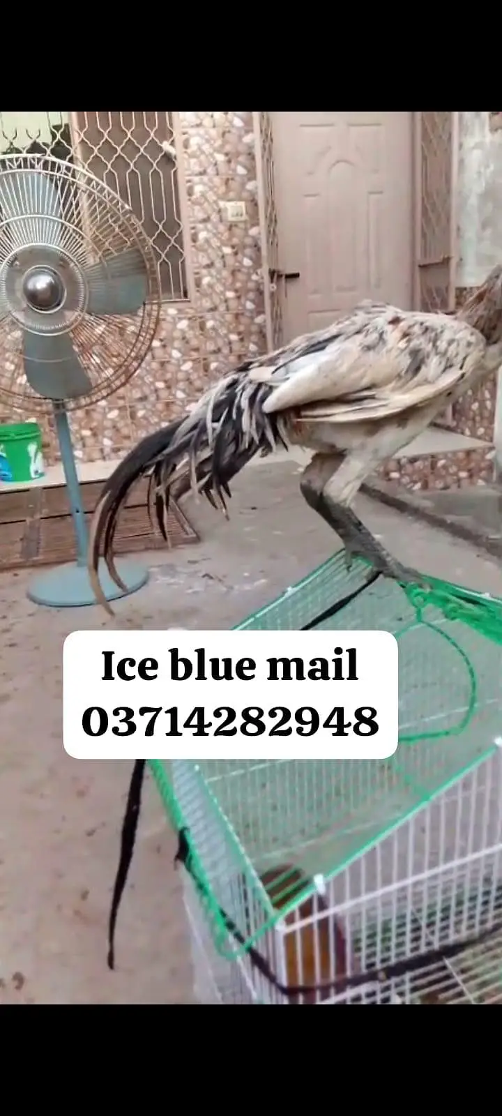ice blue mail age 6 manth quality  bird 03714282948 — photo 2