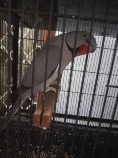 Grey parrot for sale